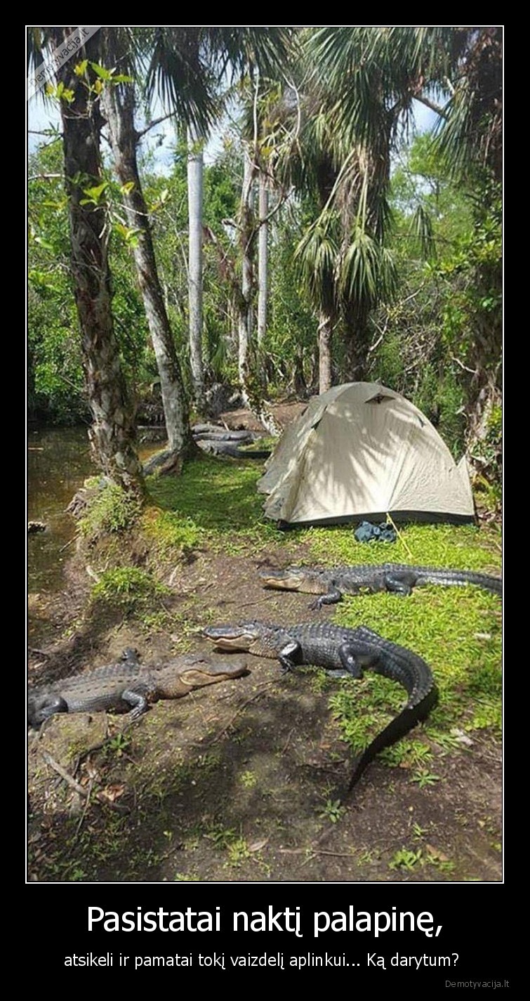 krokodilas,palapine,naktis,ka, daryt