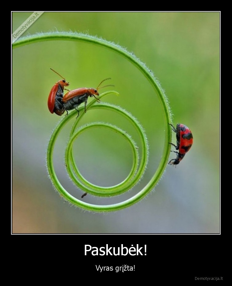 vyras,grizta,meile,pora,trecias