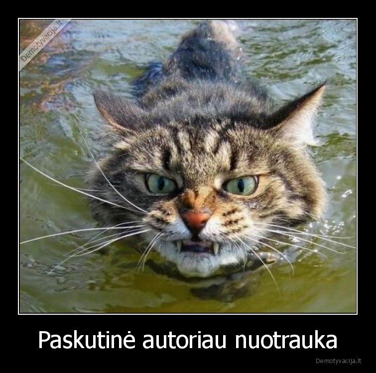 paskutine,nuotrauka,katinas