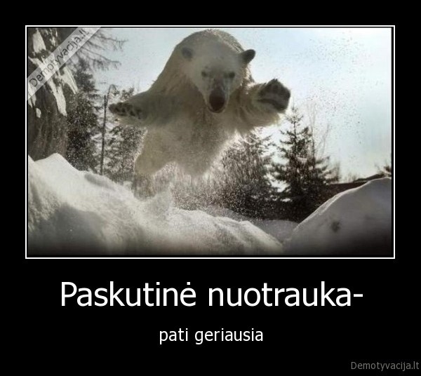 paskutine, nuotrauka,foto,fofografija,meska,baltoji, meska,priesmirtine, foto