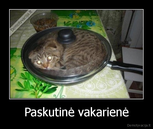 katinas,maistas,keptuve,vakariene