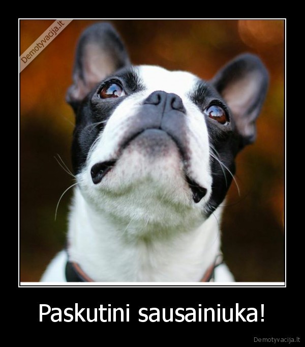 Paskutini sausainiuka!