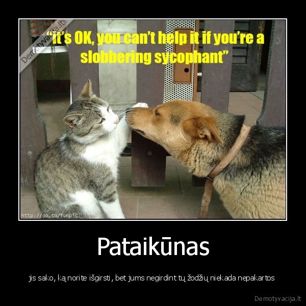 cat, kate, dog, suo, pataikunas, armenu, patarle