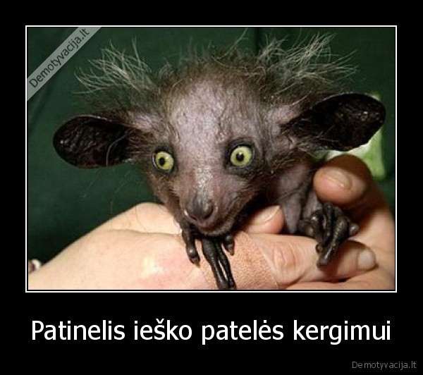 Patinelis ieško patelės kergimui