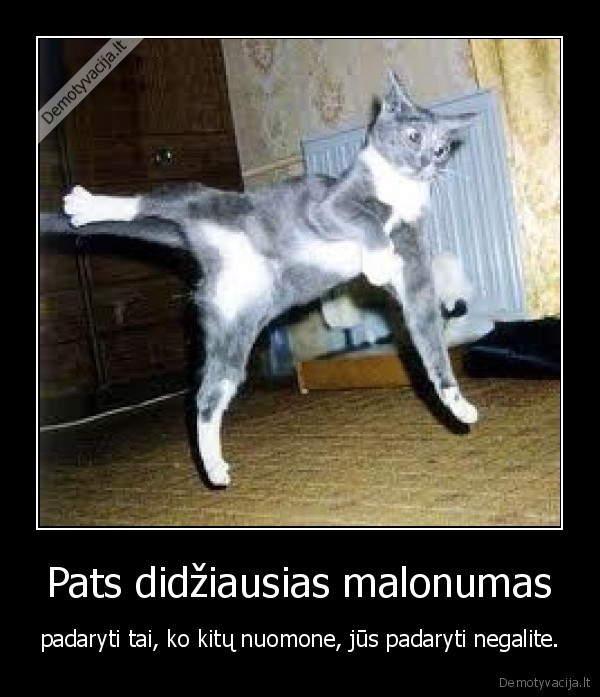 kung, fu,karate,katinas,picdiec