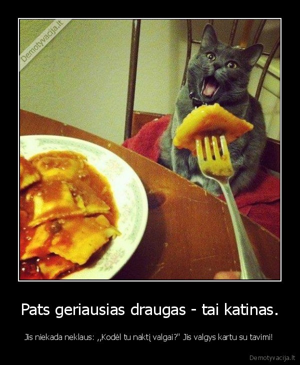 geriausias, draugas,katinas, valgo