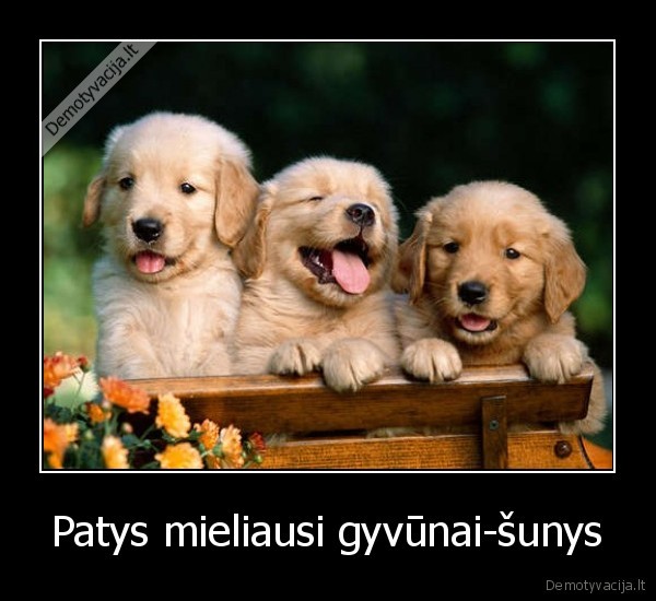 Patys mieliausi gyvūnai-šunys