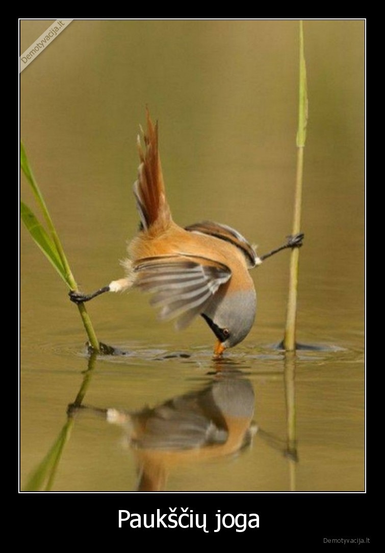 joga,paukstis,poza
