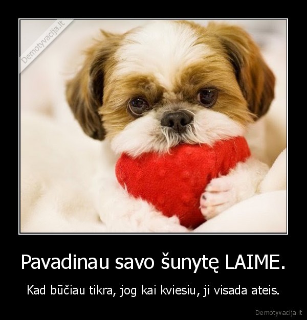 sunyte,laime