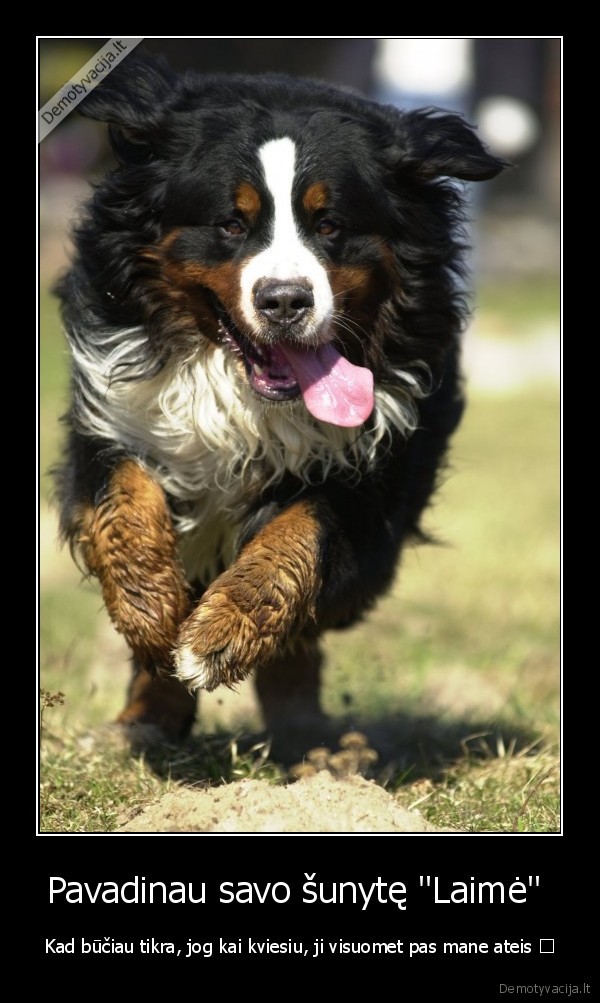 Pavadinau savo šunytę "Laimė" 