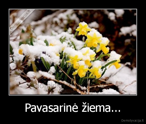 Pavasarinė žiema...