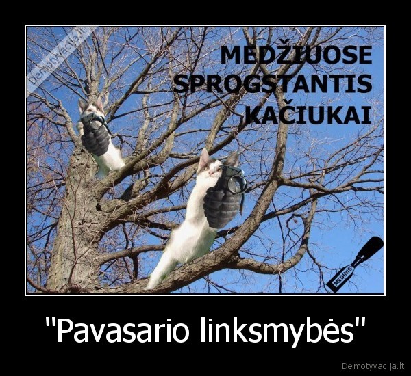 sprogstantis, kaciukai, medziai, pavasaris