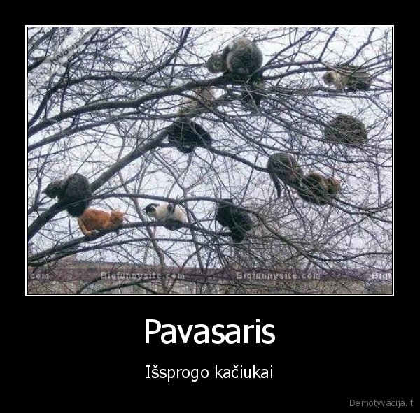 kates, kaciukai, linksma, juokinga, humoras, medis