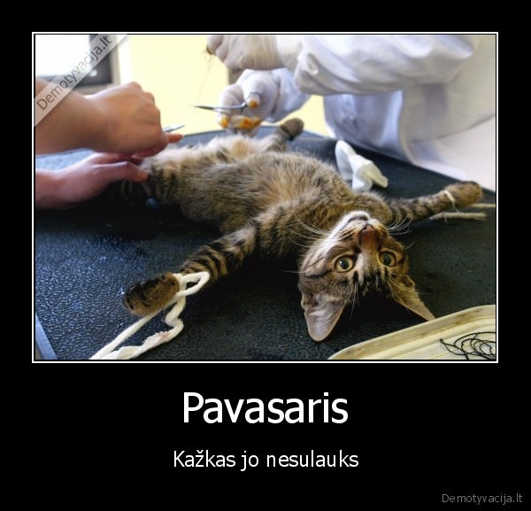 Pavasaris