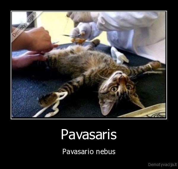 katinas,kastracija,pavasaris,cat