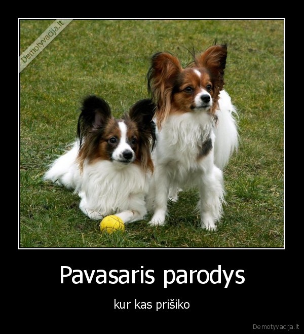 Pavasaris parodys