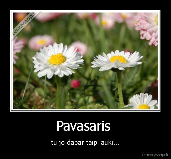 Pavasaris 