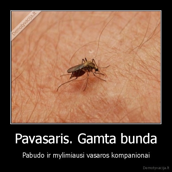 uodo, gelimas,kraujasiurbys, vabzdys,pavasaris, buna