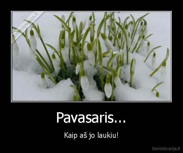 pavasaris