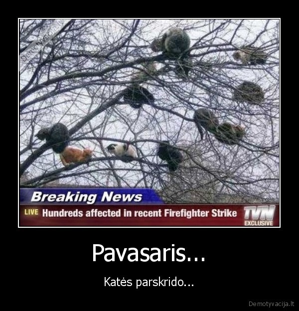 Pavasaris...