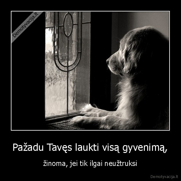 dog, suo, window, langas, waiting, laukti, oskaras, vaildas