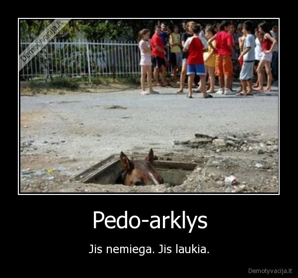 pedo, arklys, bear, nemiega, laukia, lol
