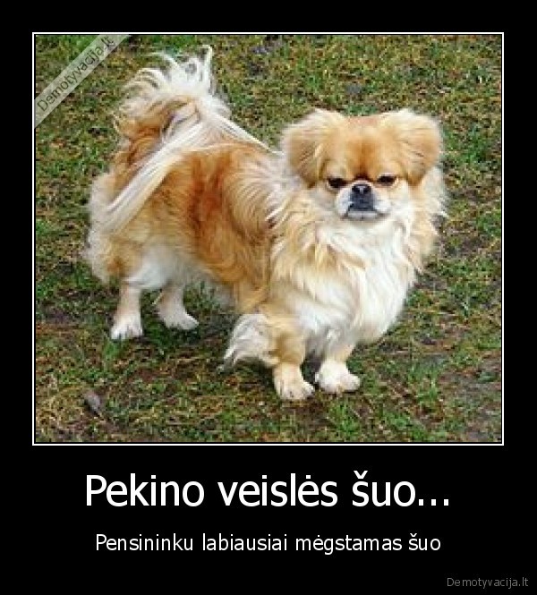 suo,pensininkas,justin,bieber,uosto,batona