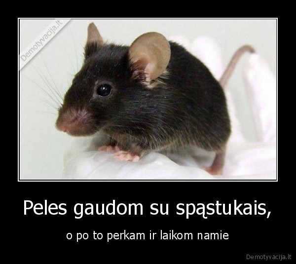 Peles gaudom su spąstukais,