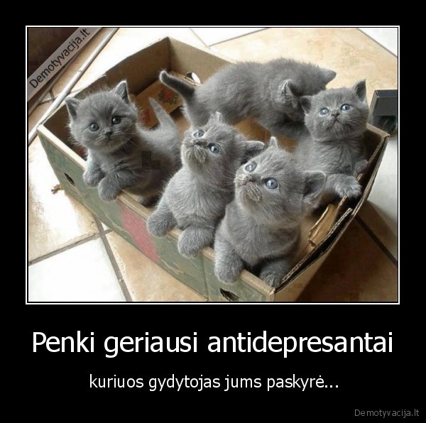 gydytojas,vaistai,kaciukai,depresija