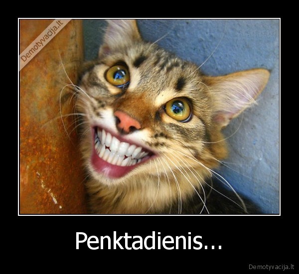 penktadienis,cat,kate,smile