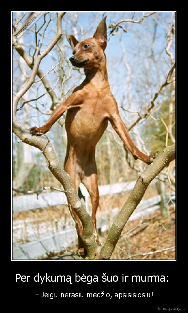 Per dykumą bėga šuo ir murma: 