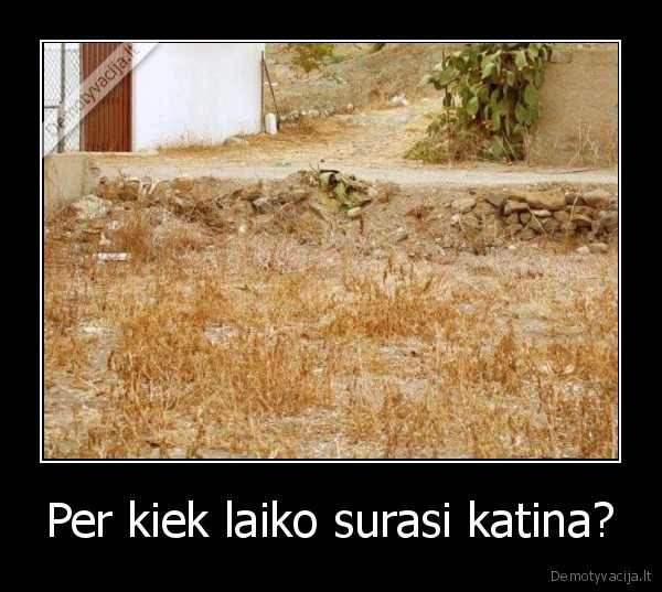 Per kiek laiko surasi katina?