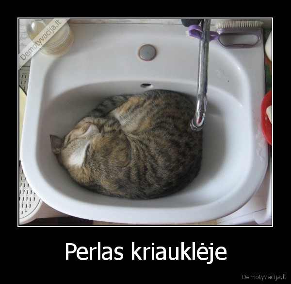 kate,katinas, kriaukle,perlas,vonia