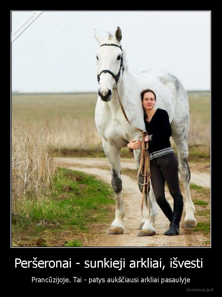 faktai,perseronai,arkliai,auksciausi,pasaulyje,idomybes