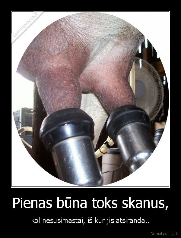 karve,melzimas,pienas,slykstu,auto,sex,gyvunai,juokas,jumoras,erotika