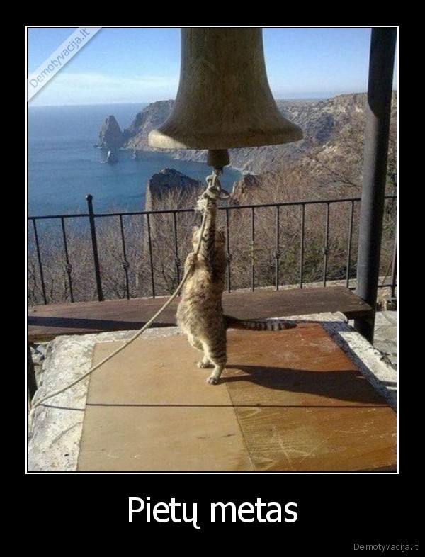 pietus,katinas, ir, varpas,varpine