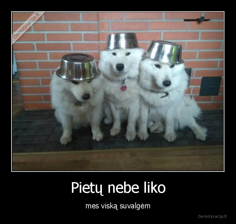 pietus,maistas,edalas,sunys,augintiniai,gyvunai