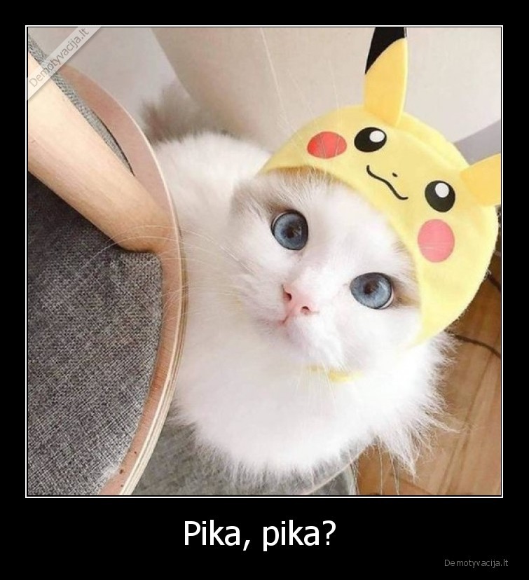 pikaciu,pika,pokemonai,katinas