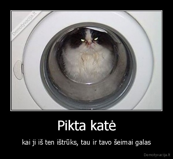 Pikta katė