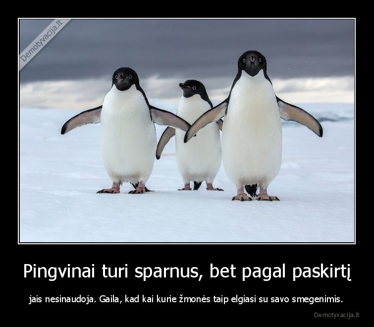 smegenys,pingvinai,sparnai,protas,zmones