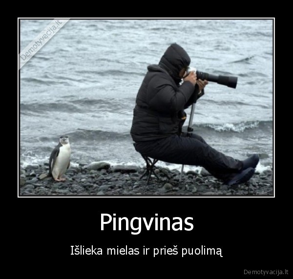 Pingvinas