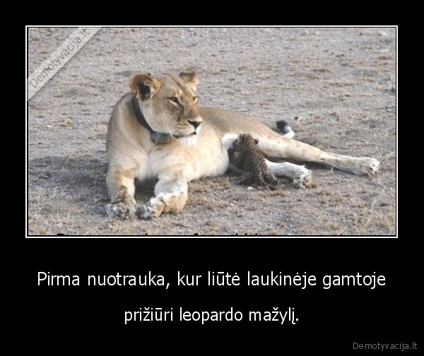 liute,leopardas,gamta