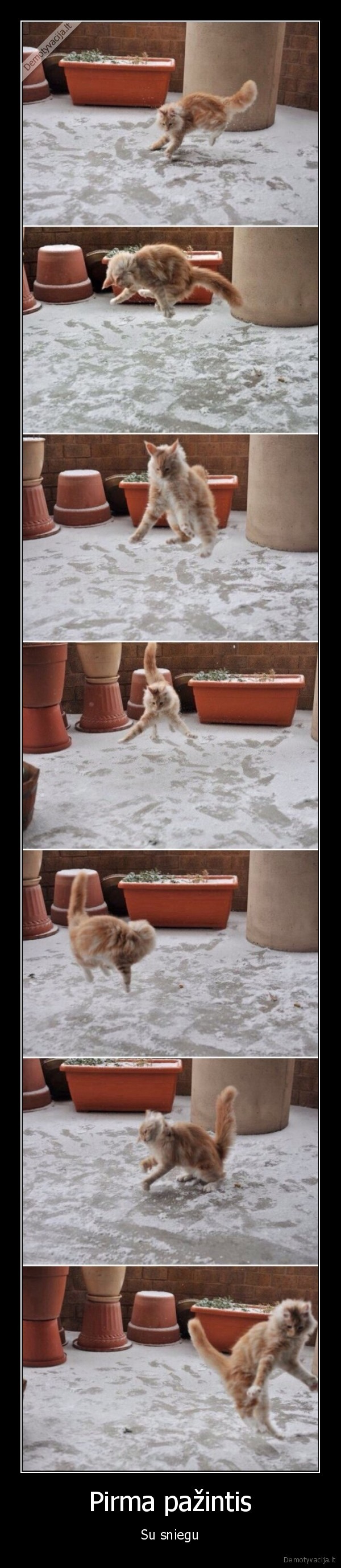 juokingas, katinas,pirmas, sniegas