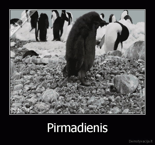 pingvinas,nesekminga, diena