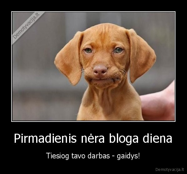 gaidiskas, darbas,sunkus, pirmadienis