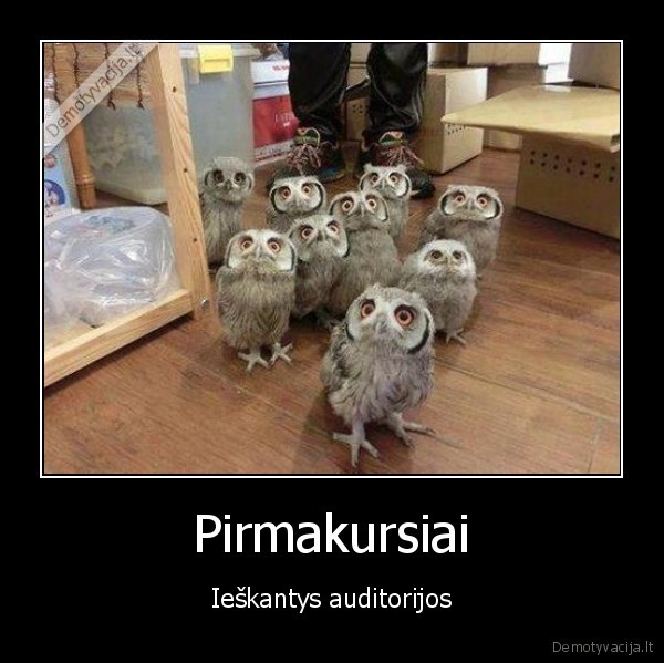 pirmakursiai,peledos,pirmas, kursas