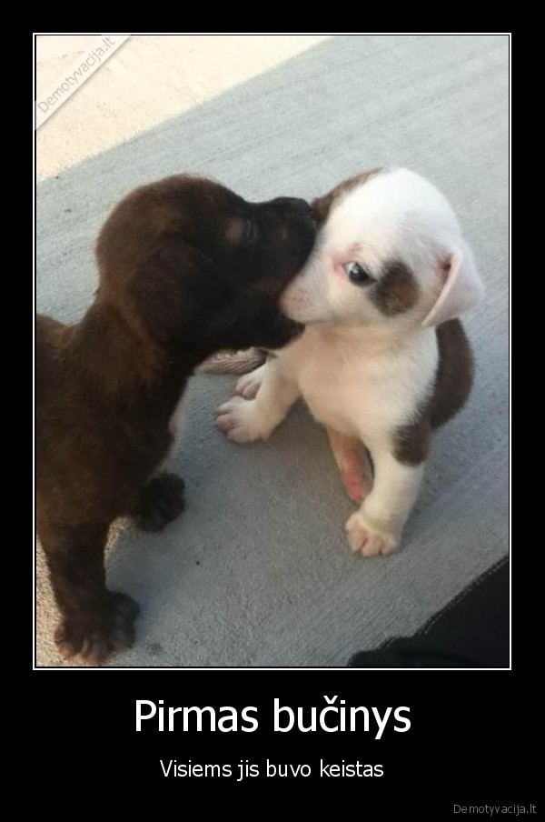 pirmas, bucinys,suniuko, bucinys,mieli, suniukai