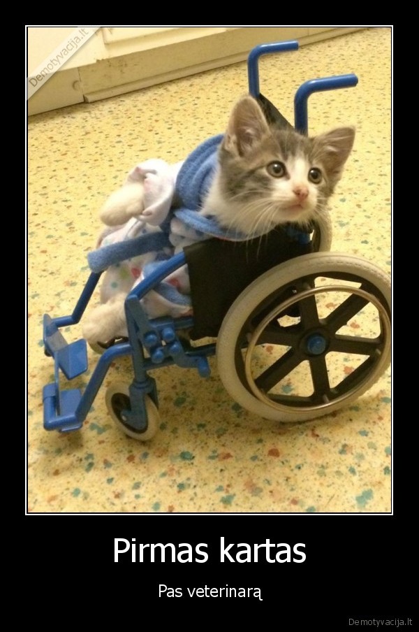 kaciuaks,neigaliojo, vezimelis