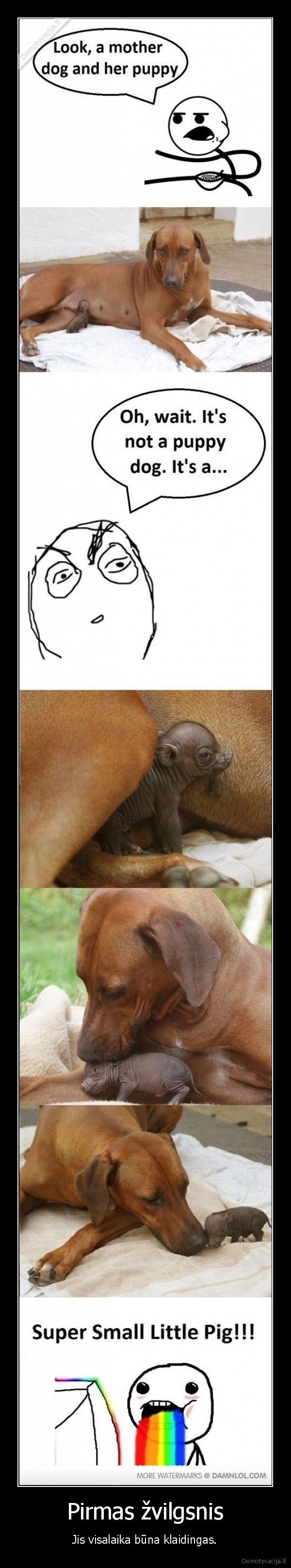 kiaule, suo, lygu, kiaulsunis