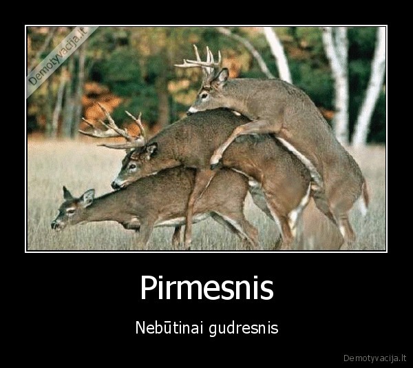 elniai,pirmas,gudrus,nebutinai